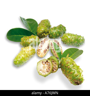 Les fruits de noni (Morinda Citrifolia) Banque D'Images