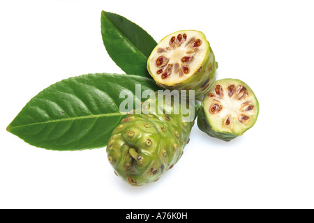 Les fruits de noni (Morinda Citrifolia) Banque D'Images