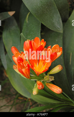 Clivia miniata Kafir Lily aussi connu sous le nom de Bush lily ou Fire Lily Banque D'Images