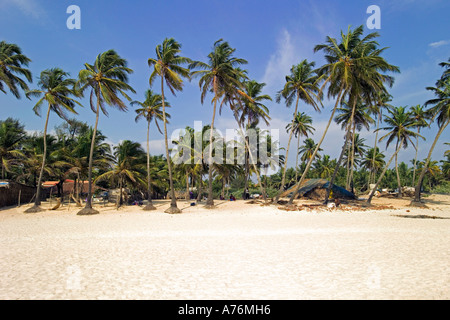 Des cocotiers (Cocos nucifera) se balançant dans la brise avec du sable blanc et bleu ciel sur Colva beach à Goa, Inde. Banque D'Images