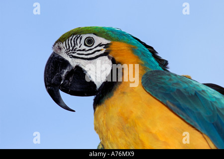 Portrait d'un bleu de couleur vive et Jaune Macaw (Ara ararauna) contre un ciel bleu. Banque D'Images
