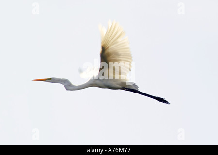 Une grande aigrette (Ardea alba), aka Great White Egret commun ou en vol. Banque D'Images