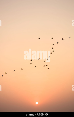 Un troupeau de Grandes Aigrettes (Ardea alba), volant en formation avec le motion blur contre un coucher de soleil orange vif. Banque D'Images