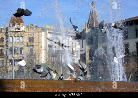 Plusieurs Feral pigeons domestiques (Columba livia domestica) surpris décollant du bord d'une fontaine dans le centre ville. Banque D'Images