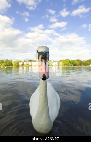 Mise au point proche, grand angle d'un mute swan (Cygnus olor) sur un lac contre un ciel bleu. Banque D'Images