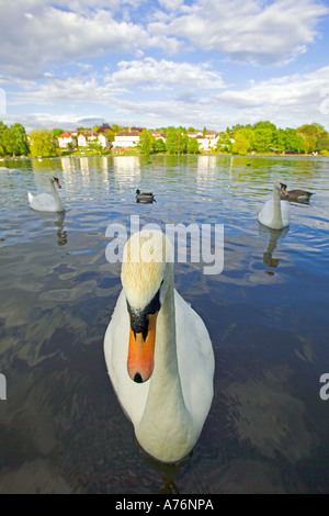 Mise au point proche et grand angle de plusieurs cygnes tuberculés (Cygnus olor) sur un lac en fin d'après-midi soleil. Banque D'Images