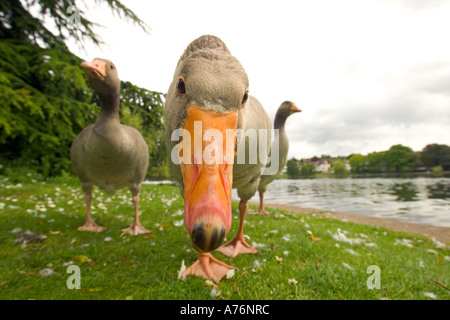Mise au point proche, grand angle faible d'un curieux, oie cendrée (Anser anser) regarder dans l'objectif de l'appareil photo. Banque D'Images