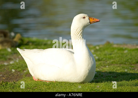 Close up d'un régime d'Embden goose aka Bremen goose assis sur une berge, dans le soleil. Banque D'Images