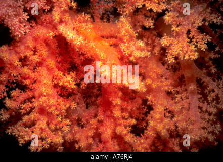 Close up of a red orange corail mou (Dendronepthya) sur un fond noir dans la mer Rouge. Banque D'Images