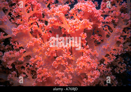 Gros plan d'une orange rose corail mou (Dendronepthya) sur un fond noir dans la mer Rouge. Banque D'Images