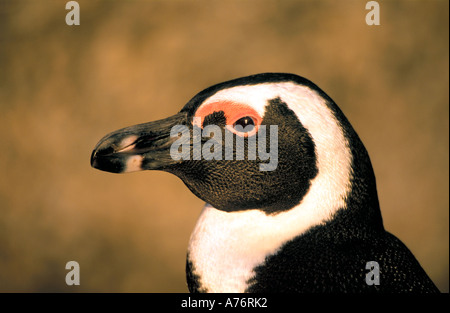 Tête et épaule close up portrait of a Jackass penguin, (Spheniscus demersus). Banque D'Images