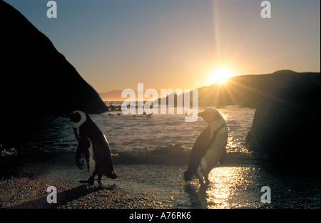 Plusieurs pingouins Jackass (Spheniscus demersus) sortant de la mer dans la lumière du matin. Banque D'Images