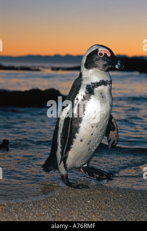 Une famille Jackass (Spheniscus demersus) se dandiner sur la mer dans la lumière du matin avec flash de remplissage. Banque D'Images