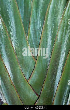 Ravenala madagascariensis, le palmier des voyageurs Banque D'Images