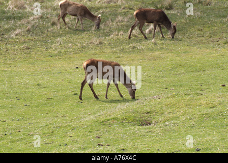 Daims Cervus dama n groupe de pâturage Ile de Mull Hébrides intérieures de l'Île Voyage Ecosse Isle Highlands Argyll and Bute Banque D'Images