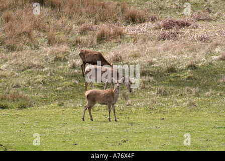 Daims Cervus dama n groupe de pâturage Ile de Mull Hébrides intérieures de l'Île Voyage Ecosse Isle Highlands Argyll and Bute Banque D'Images