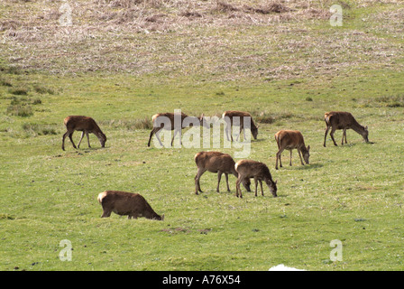 Daims Cervus dama n groupe de pâturage Ile de Mull Hébrides intérieures de l'Île Voyage Ecosse Isle Highlands Argyll and Bute Banque D'Images