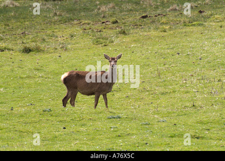 Daims Cervus dama n groupe de pâturage Ile de Mull Hébrides intérieures de l'Île Voyage Ecosse Isle Highlands Argyll and Bute Banque D'Images