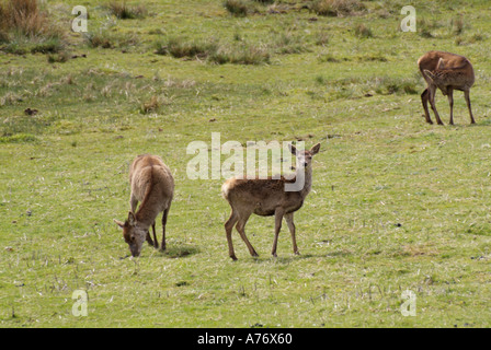 Daims Cervus dama n groupe de pâturage Ile de Mull Hébrides intérieures de l'Île Voyage Ecosse Isle Highlands Argyll and Bute Banque D'Images