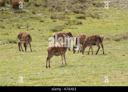 Daims Cervus dama n groupe de pâturage Ile de Mull Hébrides intérieures de l'Île Voyage Ecosse Isle Highlands Argyll and Bute Banque D'Images