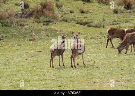 Daims Cervus dama n groupe de pâturage Ile de Mull Hébrides intérieures de l'Île Voyage Ecosse Isle Highlands Argyll and Bute Banque D'Images