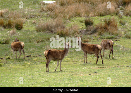 Daims Cervus dama n groupe de pâturage Ile de Mull Hébrides intérieures de l'Île Voyage Ecosse Isle Highlands Argyll and Bute Banque D'Images