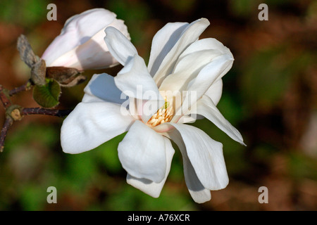 Magnolia (Magnolia x loebneri Merrill) Banque D'Images