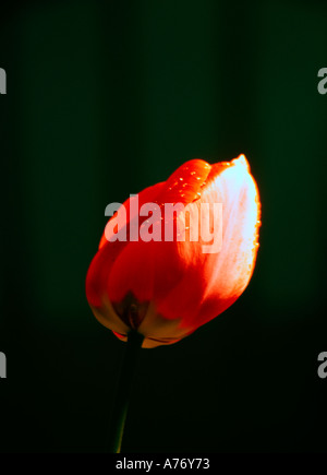 Gouttes de rosée sur le côté allumé tulip Banque D'Images