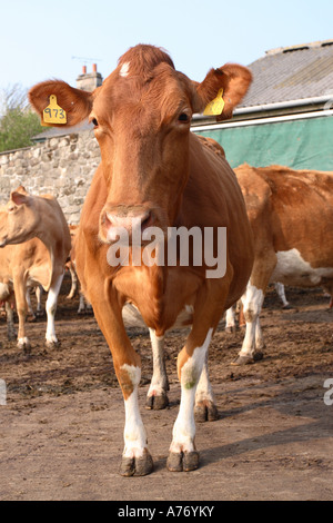Troupeau laitier biologique vache Guernsey à West Cornwall Banque D'Images