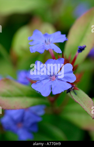 Ceratostigma willmottianum Banque D'Images