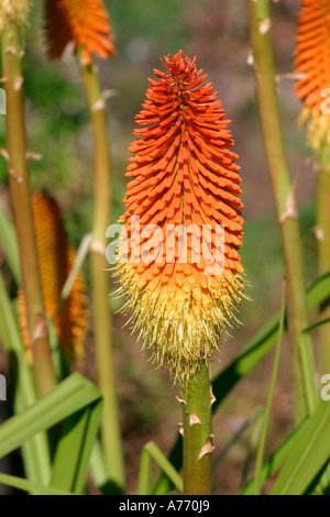 Kniphofia linearifolia Banque D'Images