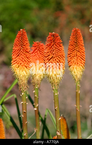 Kniphofia linearifolia Banque D'Images