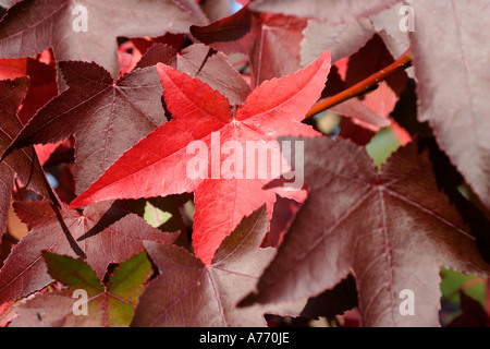 Liquidambar styraciflua Worplesdon Banque D'Images