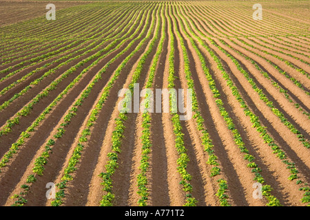 Champ fraîchement labourés de plantes poussant dans la campagne anglaise. Banque D'Images