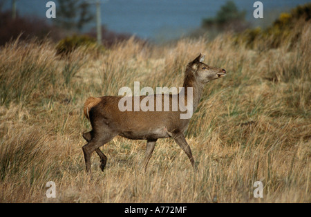 Cervus elaphus. Red Deer. Le Connemara, en Irlande. Banque D'Images