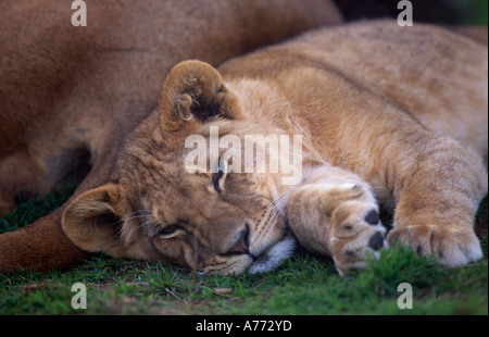 Panthera leo. Lion en captivité, Angleterre. Banque D'Images