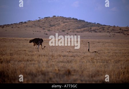 Struthio camelus. Deux autruches, au Kenya. Banque D'Images