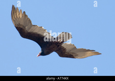 Urubu Cathartes aura Banque D'Images