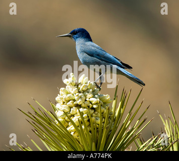 Western Scrub-Jay sur une fleur de yucca Aphelocoma californica - Joshua Tree National Park California USA Banque D'Images