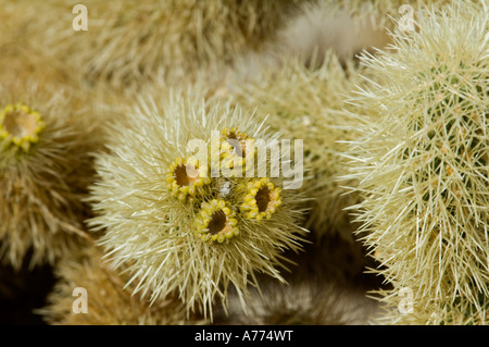 Cholla cactus Opuntia bigelovii Joshua Tree National Park - Californie - USA Banque D'Images