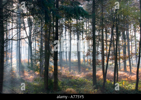 Scène forêt brumeuse à la forêt de Wyre, près de Kidderminster. Banque D'Images