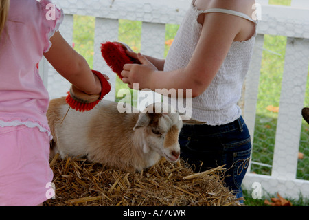 Cabris bébé être frotté à la ferme des animaux tenue à l'automne rhs flower show à Malvern Worcestershire Royaume-Uni 06 Banque D'Images