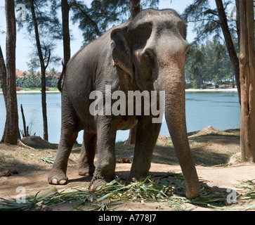 L'éléphant d'Asie éléphant utilisé dans des manèges, Bang Tao Beach, Phuket Thaïlande Banque D'Images