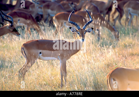 Un mâle Impala (Aepyceros melampus) à la recherche de danger alors que le reste du troupeau sont le pâturage dans le parc national d'Etosha. Banque D'Images