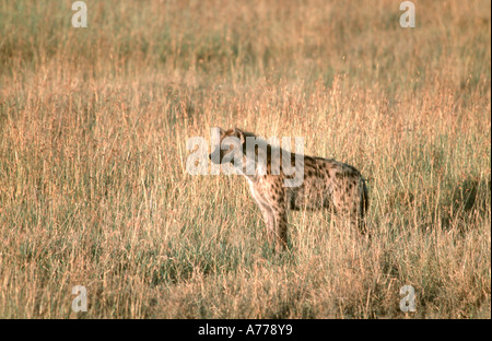 L'Hyène tachetée (Crocuta crocuta) debout dans l'herbe de la savane du Parc National du Serengeti. Banque D'Images