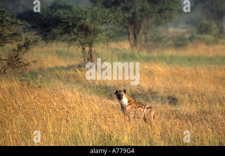 L'Hyène tachetée (Crocuta crocuta) debout dans l'herbe de la savane du Parc National du Serengeti. Banque D'Images