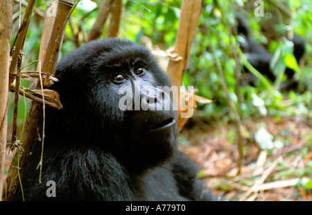 Portrait d'une femelle gorille de montagne (Gorilla berengei berengei) 'poser' pour l'appareil photo. Banque D'Images