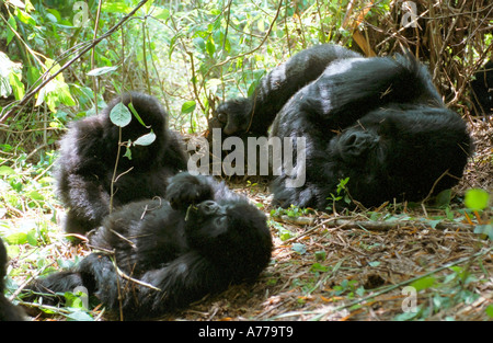 Un grand disciple endormi tandis que les plus jeunes gorilles de montagne (Gorilla berengei berengei) jouer. Banque D'Images