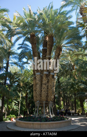 Imperial plam tree Orchard prêtre dans la Palmeraie de Elx ELCHE Espagne Banque D'Images