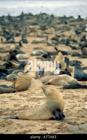 Une vue en perspective d'une Cape (Arctocephalus pusillus) détente à la colonie de phoques de Cape Cross. Banque D'Images
